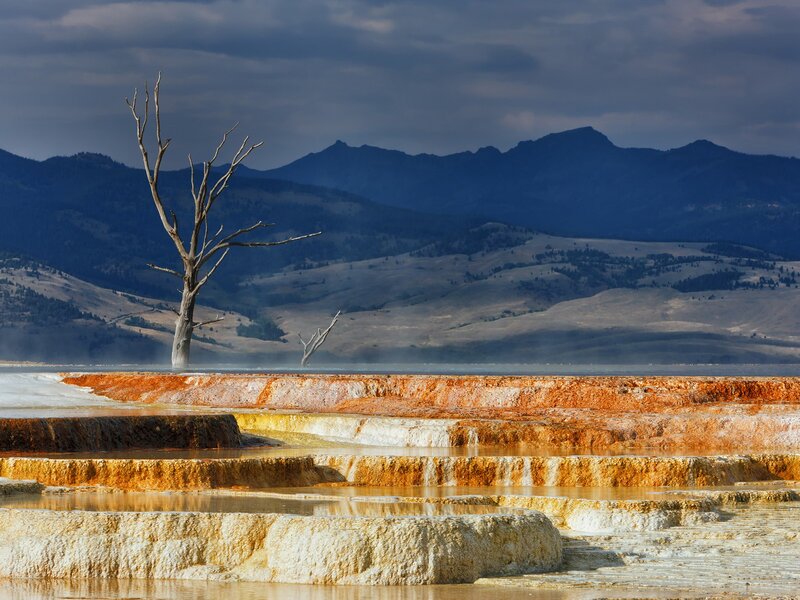 Dead tree at geothermal terraces