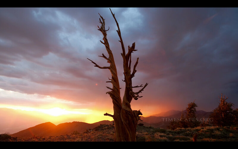 Dead Tree at Sunset — Orange
