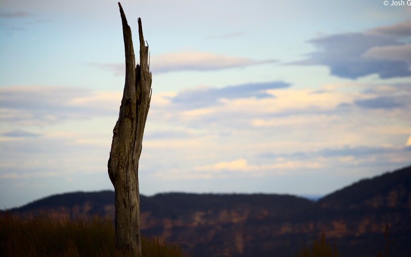 Dead tree at sunset