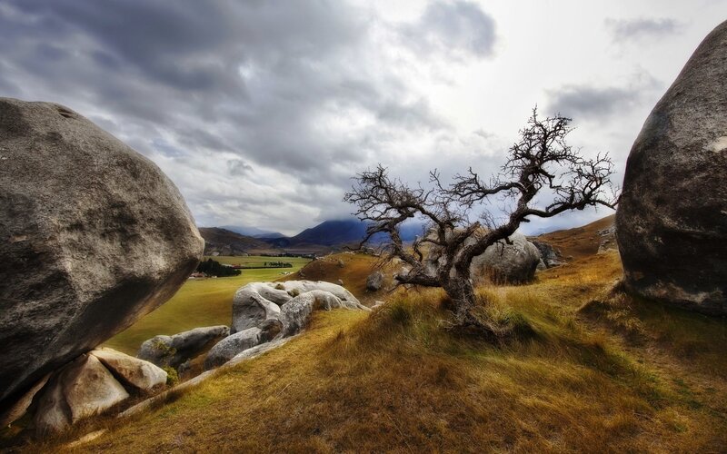 Dead Tree Between Boulders — Brown