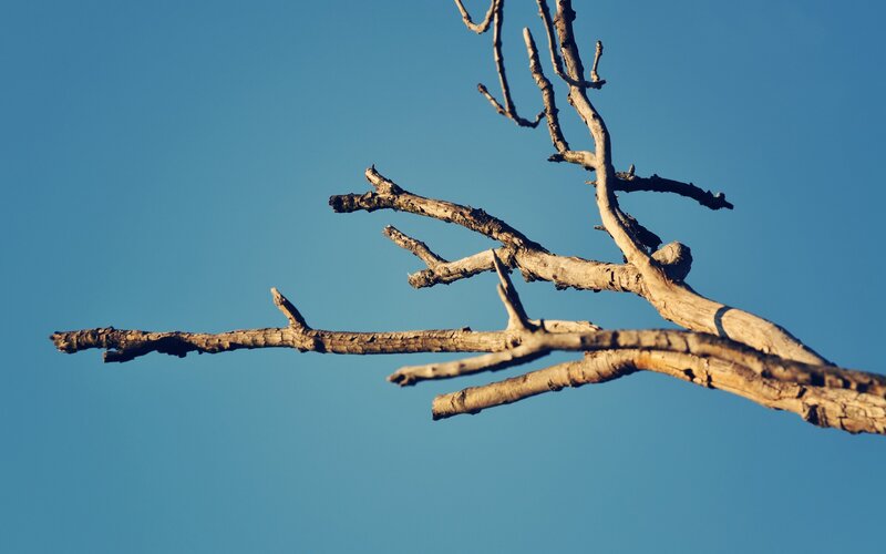 Dead Tree Branch — Blue