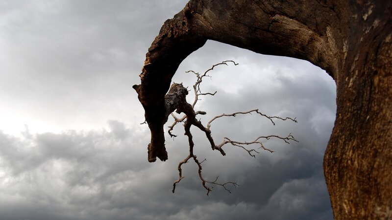 Dead Tree Branch — Gray