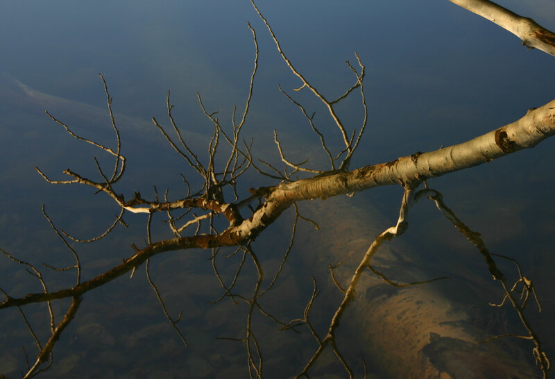 Dead Tree Branch in Water