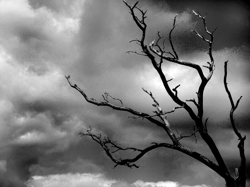 Dead Tree Branches — Black, Dramatic