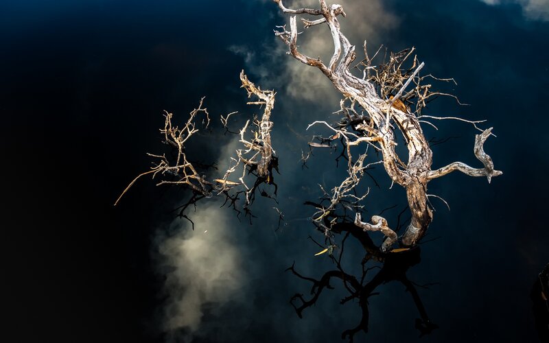 Dead Tree Branches — Black