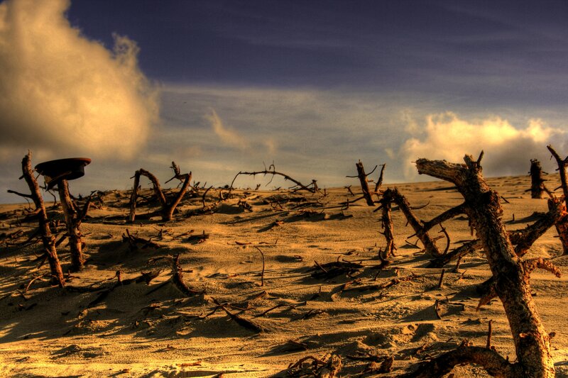 Dead Tree Branches in Sand