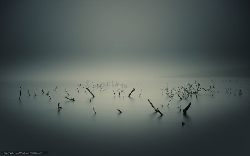 Dead Tree Branches in Water — Gray