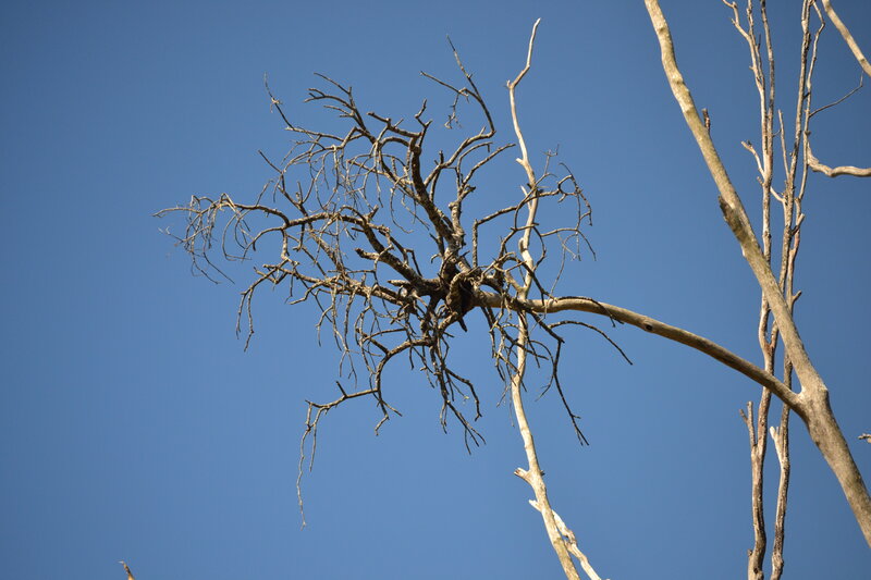 Dead Tree Branches