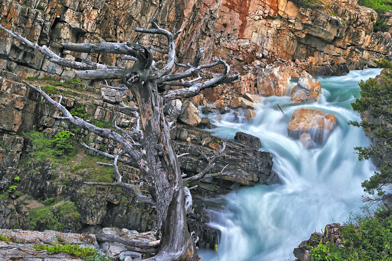 Dead tree by a rushing waterfall