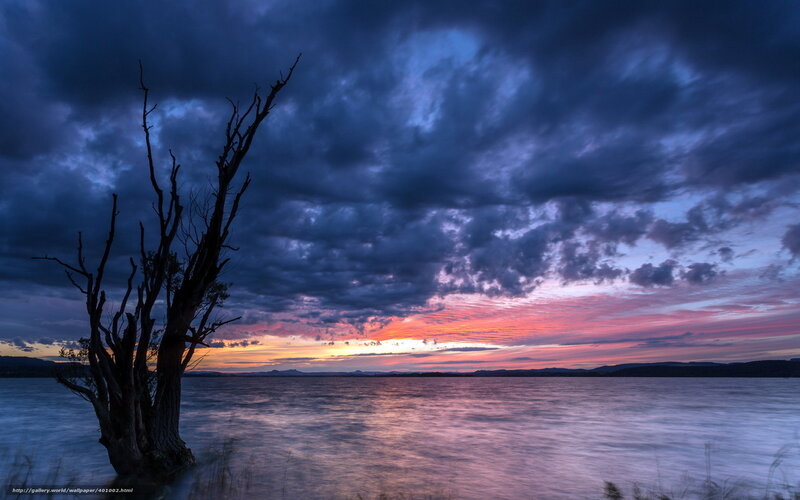 Dead Tree by Lake — Blue, Dramatic
