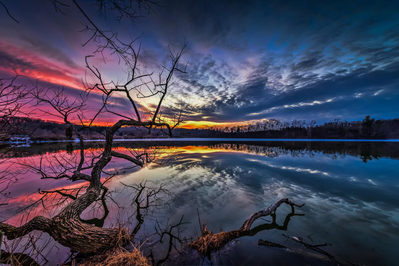 Dead Tree by Lake — Blue