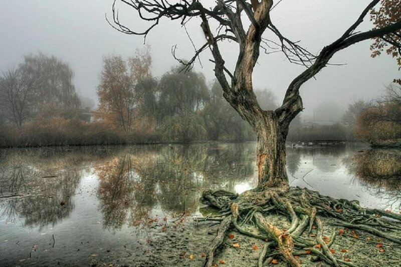 Dead Tree by Lake