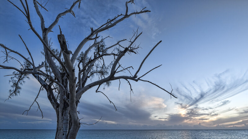Dead Tree by Ocean