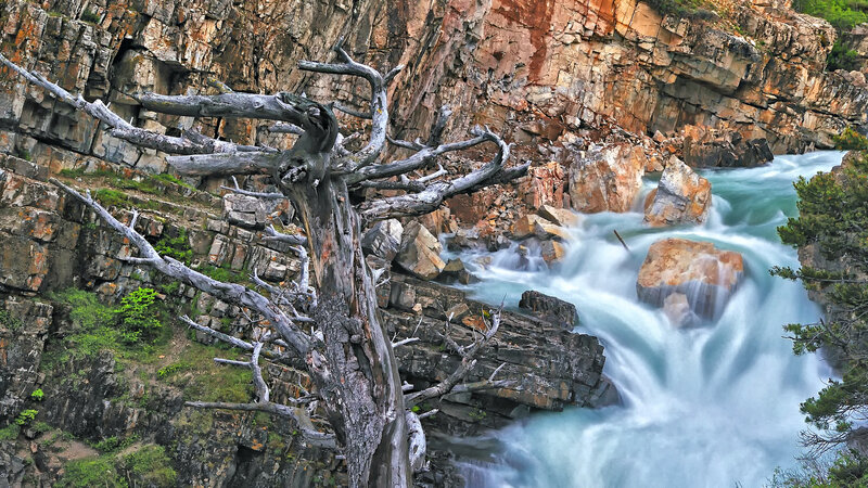 Dead Tree by River — Blue
