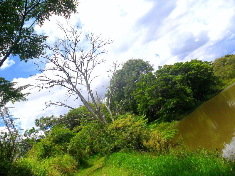 Dead Tree by River