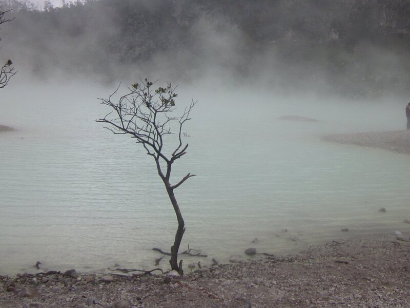 Dead Tree by Steaming Lake
