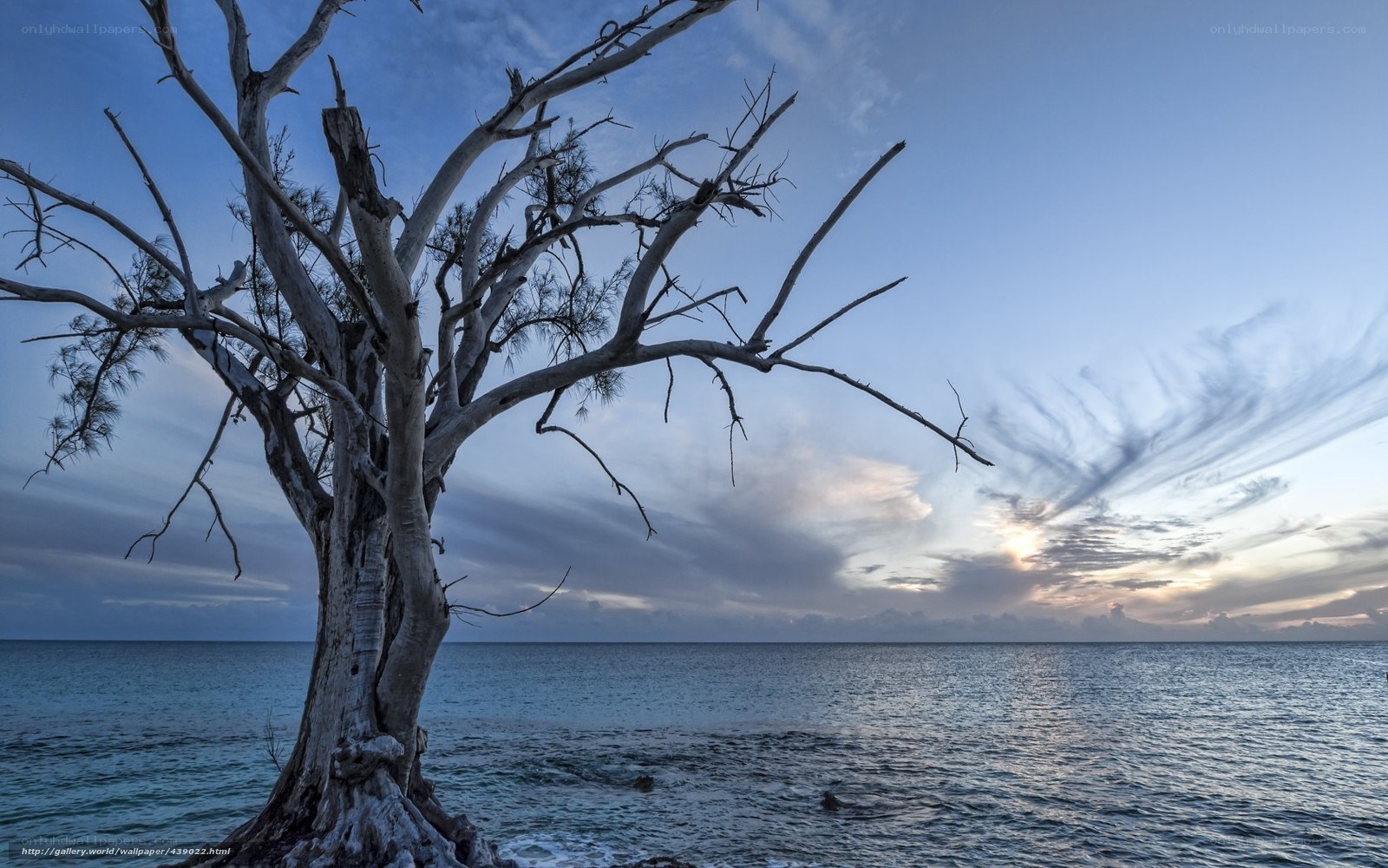 Dead tree by the sea