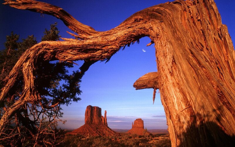 Dead Tree Framing Buttes — Blue, Dramatic, Sunset, Photograph