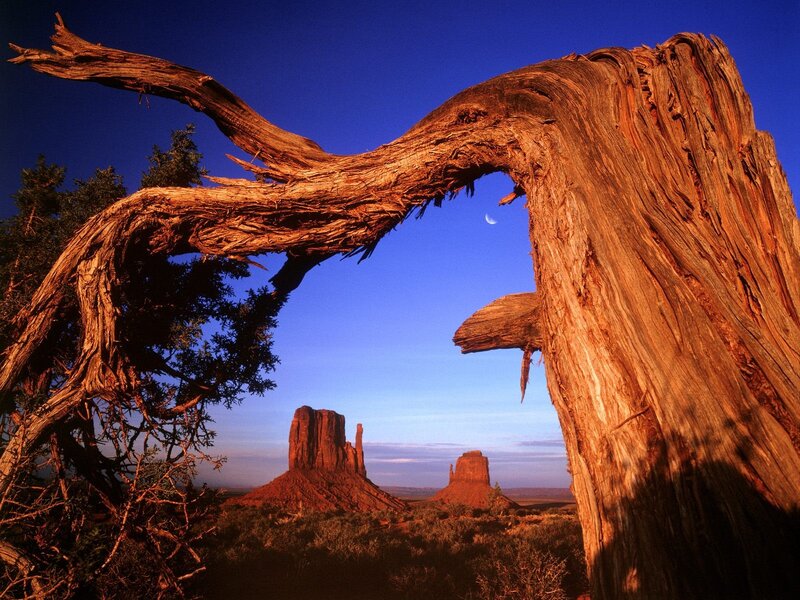 Dead Tree Framing Buttes — Blue, Dramatic, Sunset