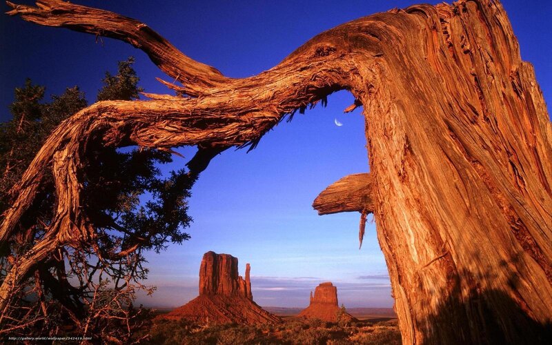 Dead Tree Framing Buttes — Blue, Dramatic