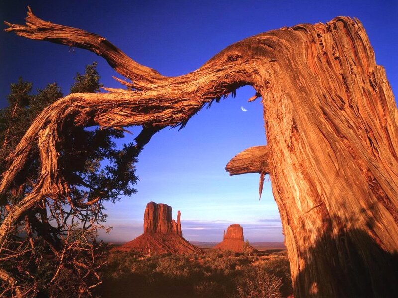 Dead Tree Framing Buttes — Blue