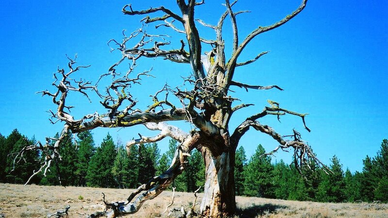 dead tree in a field