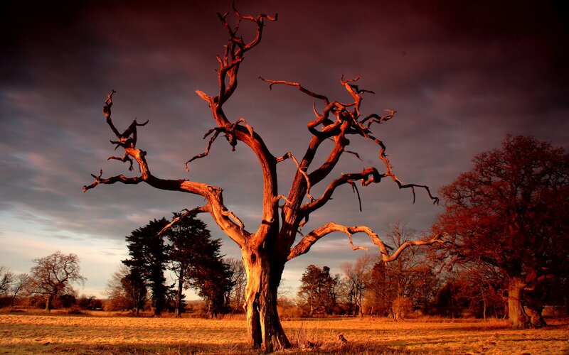 Dead tree in a field at sunset