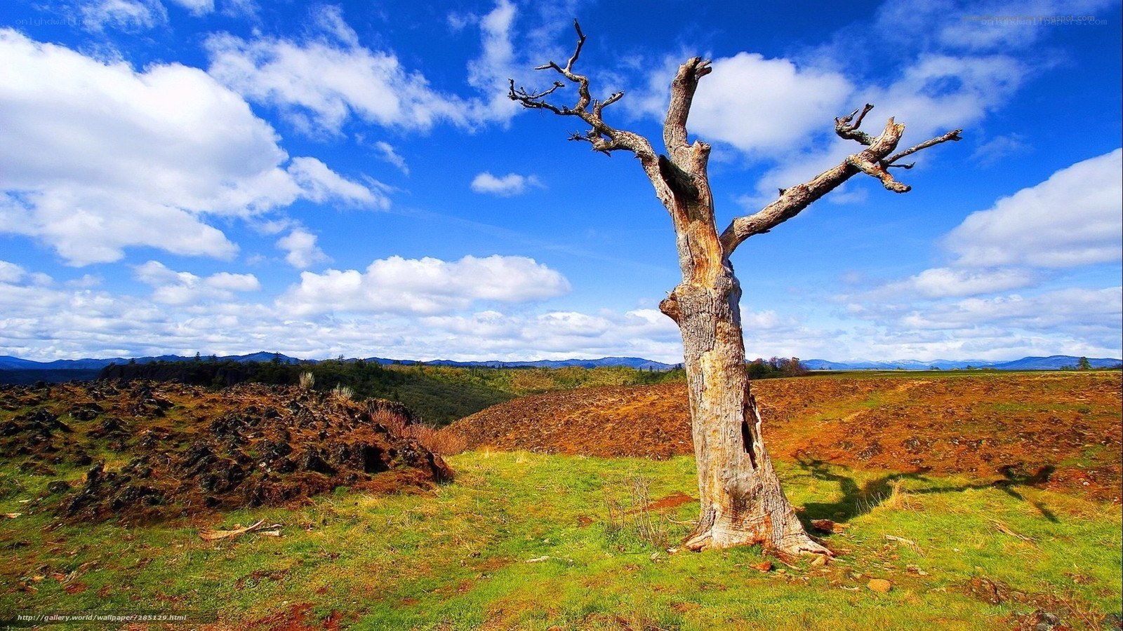 Dead tree in a field