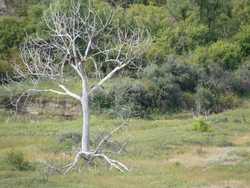 Dead tree in a grassy field