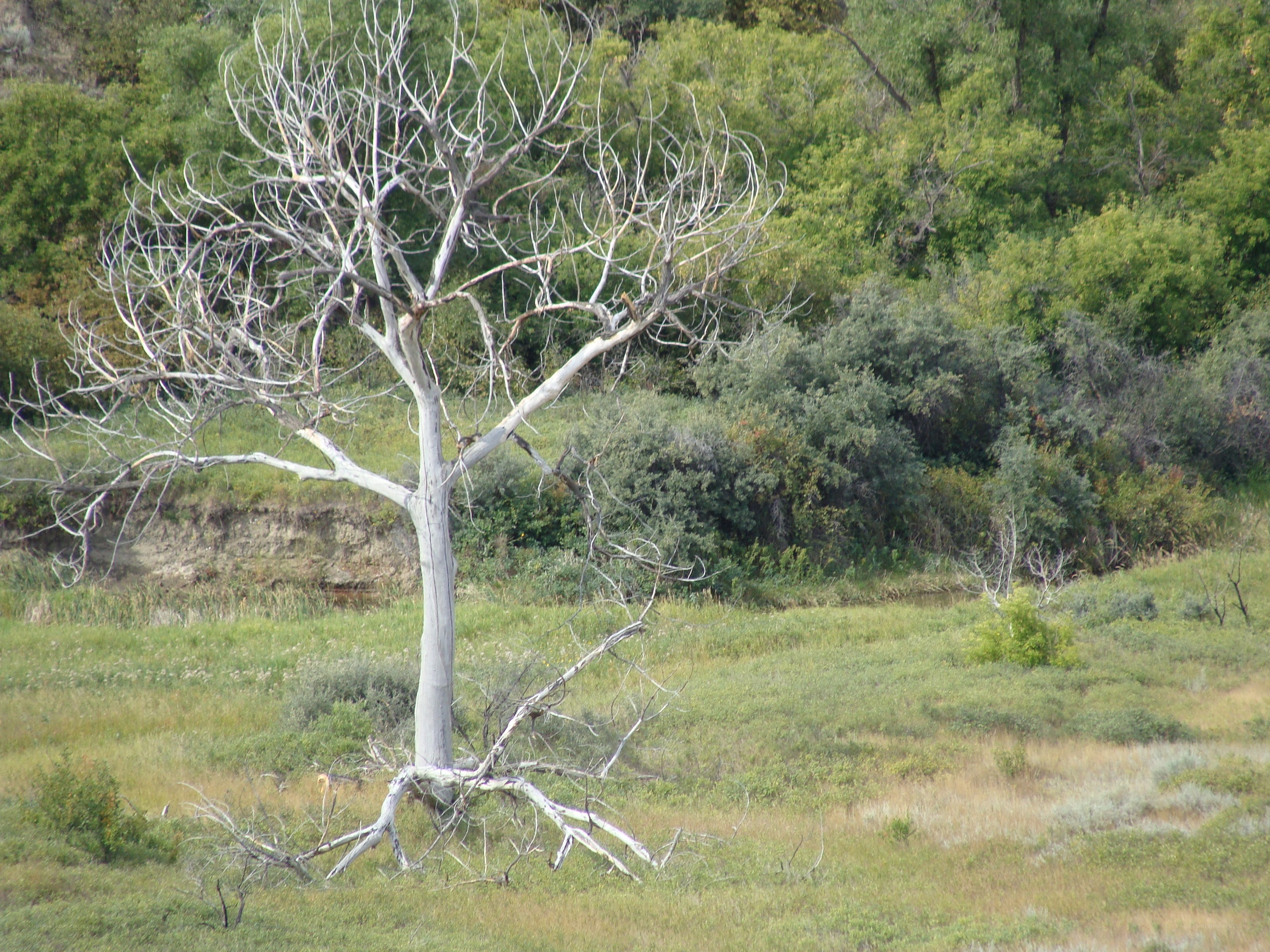 Dead tree in a grassy field