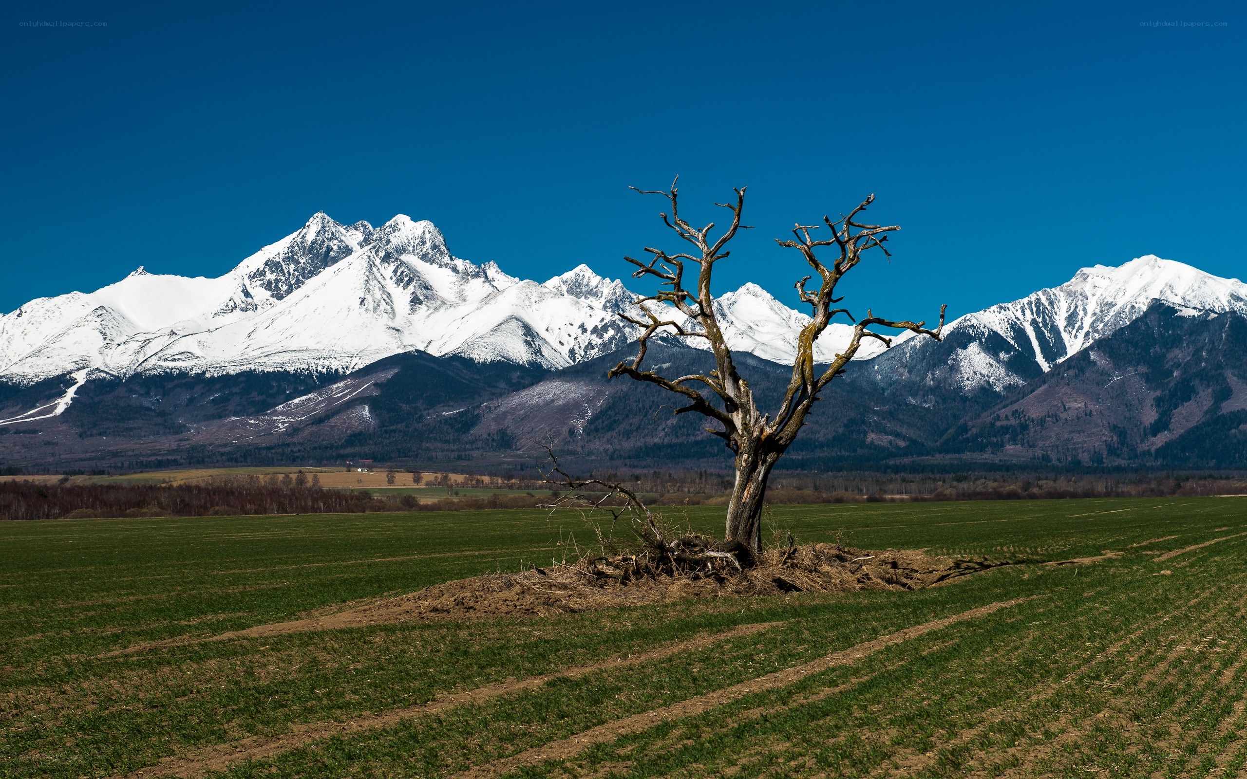 Dead tree in a green field