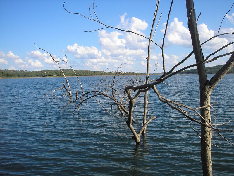 Dead tree in a lake
