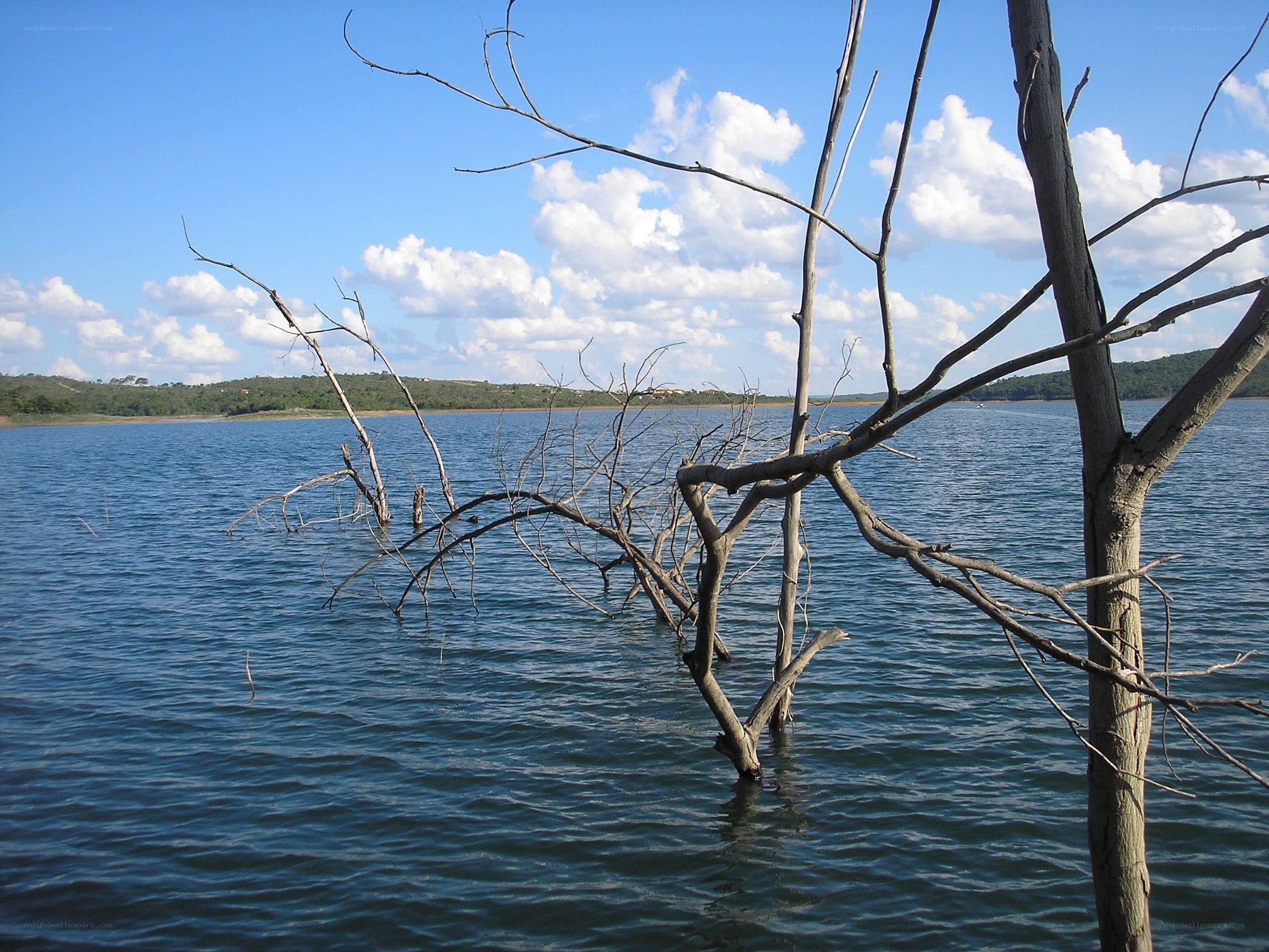 Dead tree in a lake