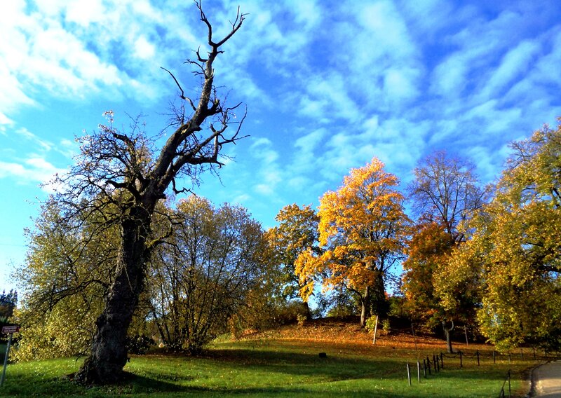 Dead Tree in Autumn Park