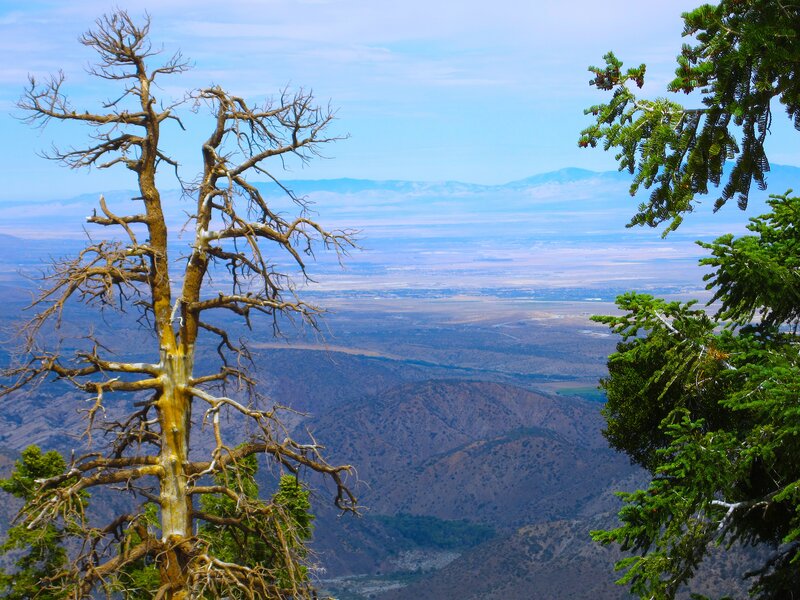 Dead Tree in Canyon — Blue