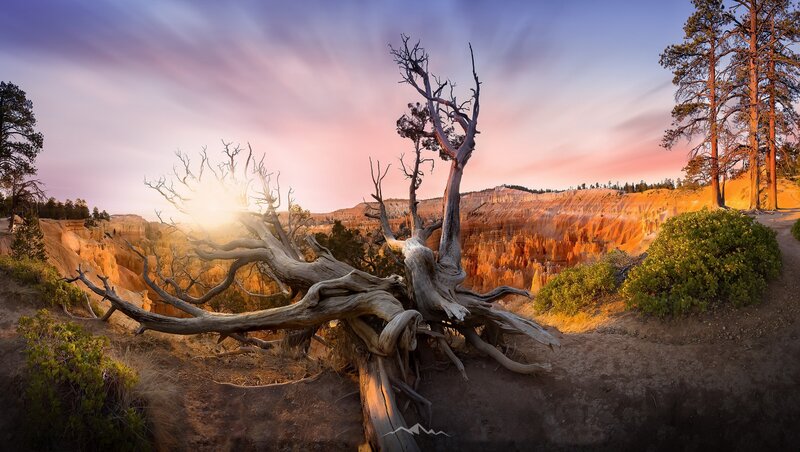Dead Tree in Canyon — Orange, Dramatic