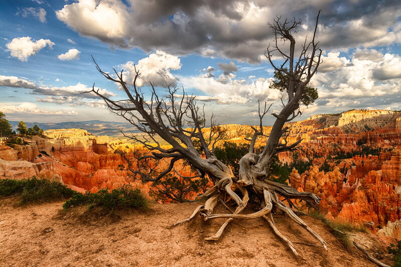 Dead Tree in Canyon — Orange
