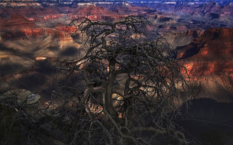 Dead Tree in Canyon — Red, Dramatic