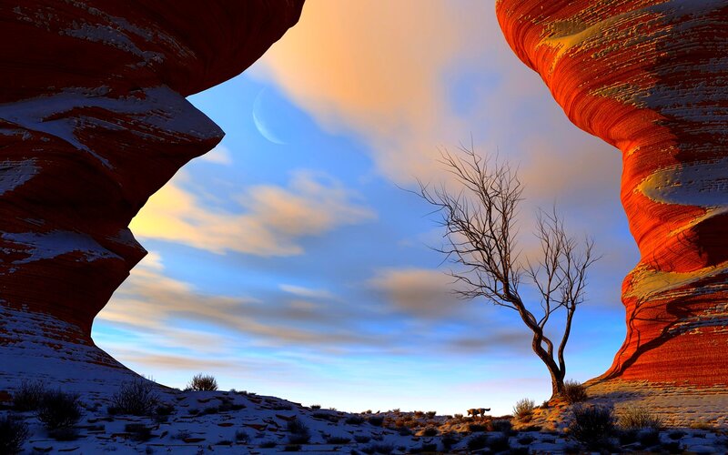 Dead Tree in Canyon
