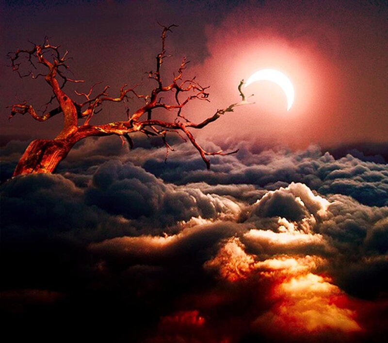 Dead Tree in Clouds