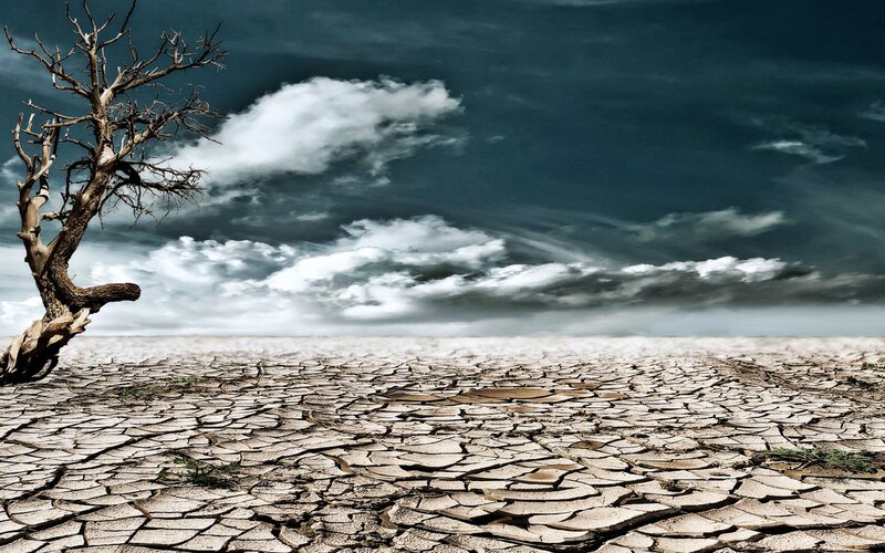 Dead Tree in Cracked Earth — Brown