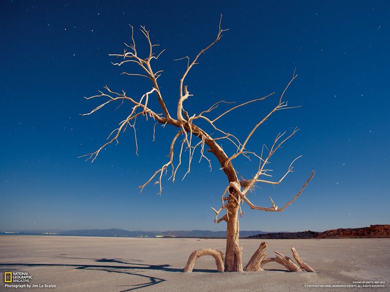 Dead tree in desert at night