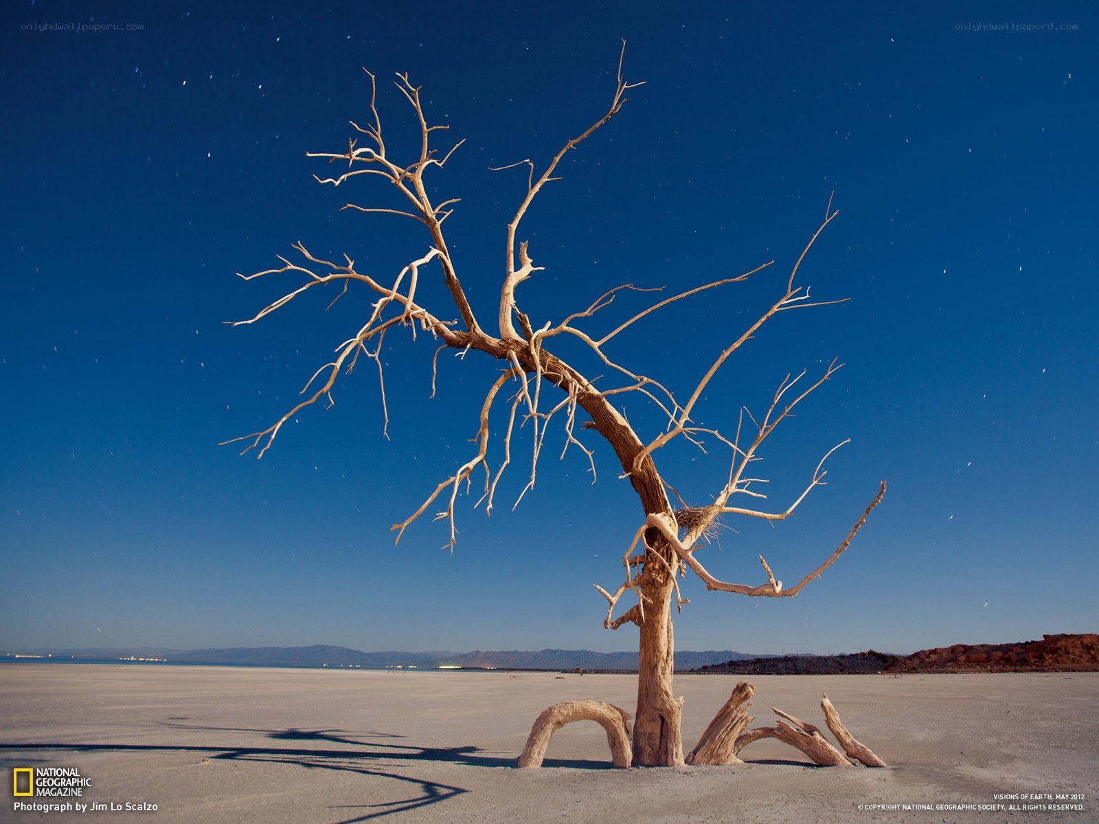 Dead tree in desert at night