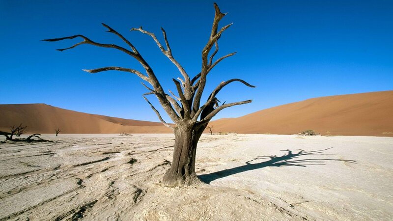 Dead Tree in Desert — Blue, Arid, Afternoon, Photograph, Sand Dunes, Sky, Shadow, Brown
