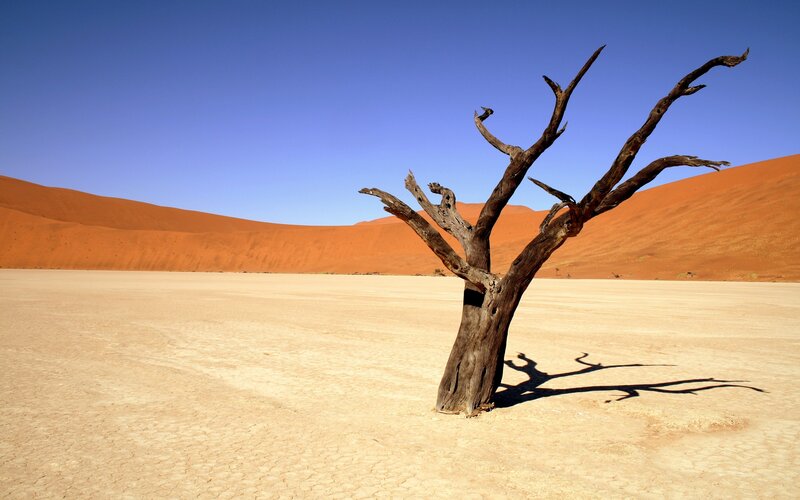 Dead Tree in Desert — Blue, Arid, Afternoon, Photograph, Sand Dunes, Sky, Shadow, Orange