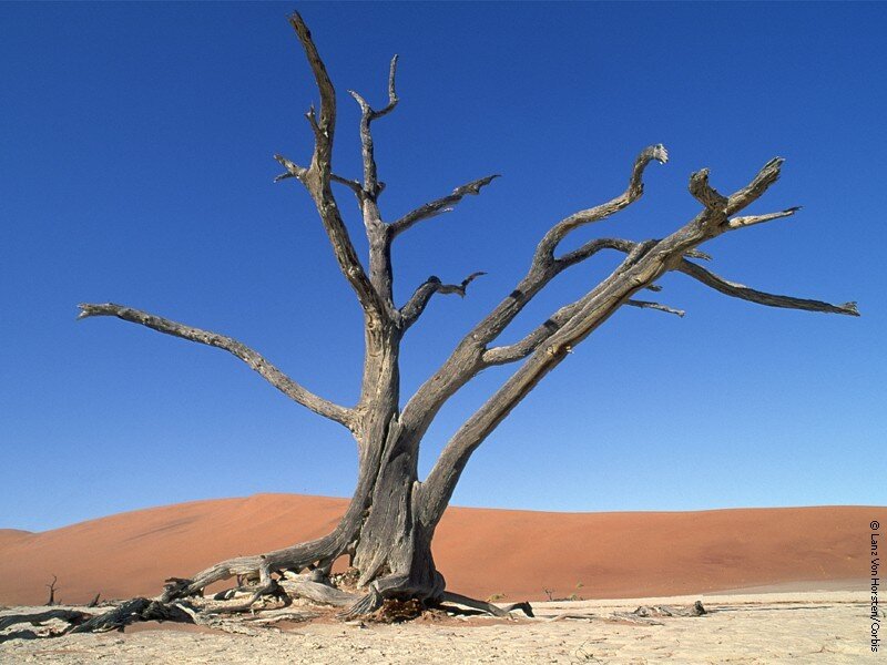 Dead Tree in Desert — Blue, Desolate, Afternoon, Photograph