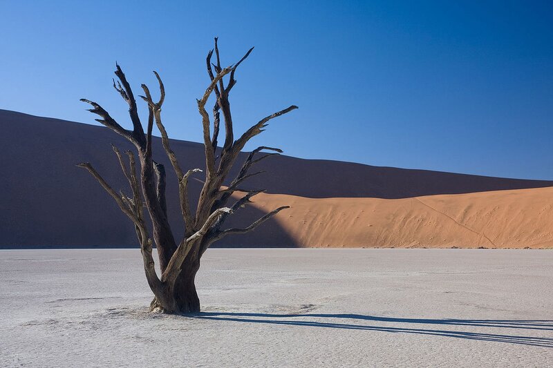 Dead Tree in Desert — Blue, Desolate