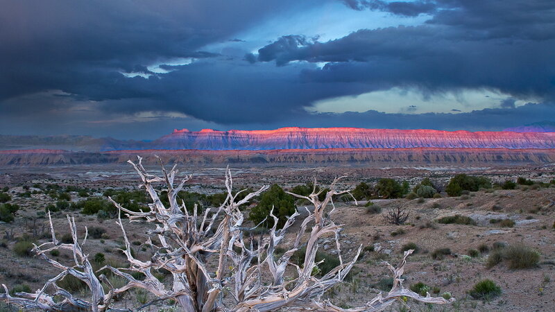 Dead Tree in Desert — Blue, Dramatic, Sunset, Photograph