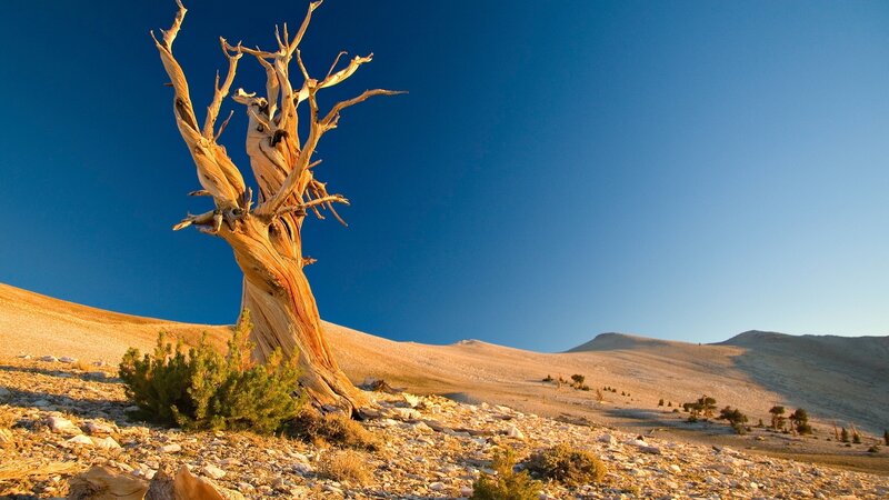 Dead Tree in Desert — Blue, Dramatic, Sunset
