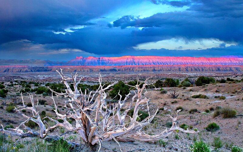 Dead Tree in Desert — Blue, Dramatic